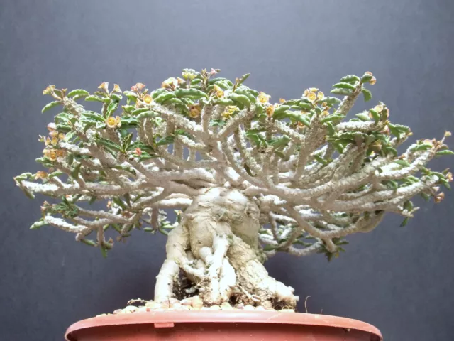 Euphorbia capsaintemariensis exotic madagascar bonsai caudex cacti seed 5 seeds