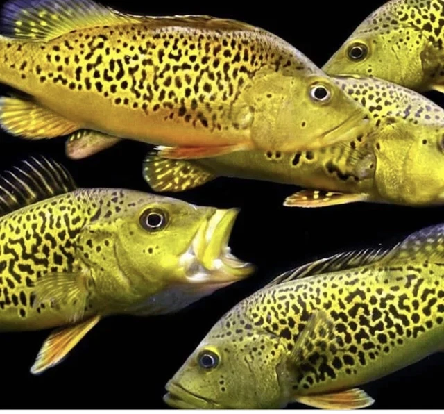 Gold Spider Kelberi Peacock Bass Live 3.5-4 Inches