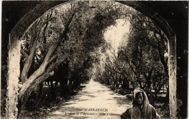 CPA Maroc Marrakech - Jardins de l'Aguedal - Allée d'Oliviers (281031)