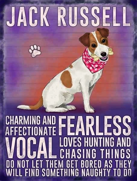 JACK RUSSELL TERRIER DOG 12"X 8" MEDIUM METAL SIGN 30x20cm WITH CHARACTER TRAITS
