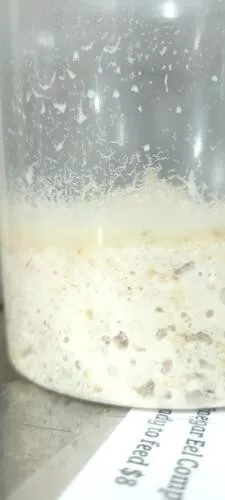 Mature Microworm Culture 32 oz Live Food for Fish