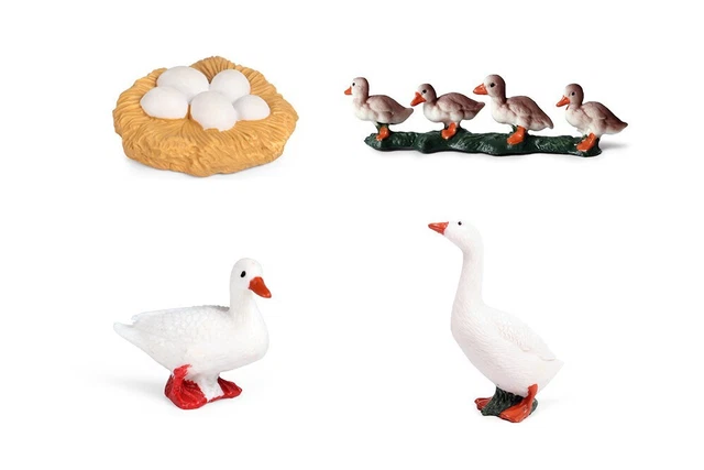 MODELS OF DUCK Life Cycle - MONTESSORI BIOLOGY / ZOOLOGY MATERIALS $12. ...