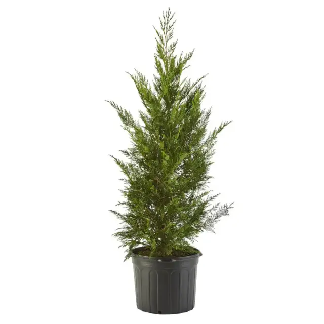 2.25 Gal. Leyland Cypress Evergreen Tree With Green Foliage