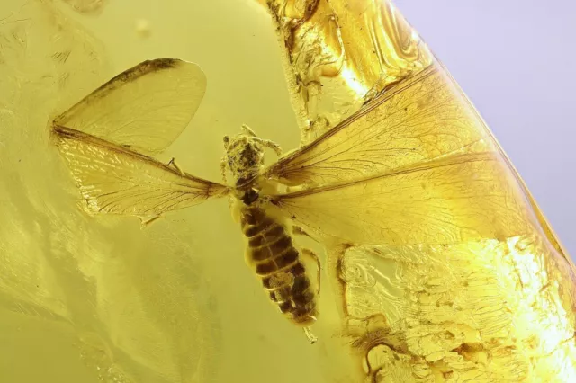 Nice Termite Isoptera. Fossil inclusion in Baltic amber #10343