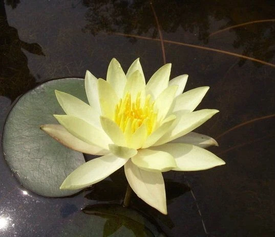 GELBE SEEROSE COLONEL Welch für den Gartenteich Teich Filterpflanzen