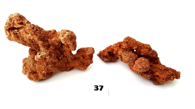 Coral Dry Reef Life Rock Natural Aquarium Specimen Deco Rock Carib Sea 2-pcs #37