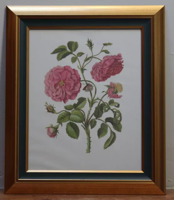 Rosa Hollandica - Framed Rose Flower Print after Maria Sibylla Merian