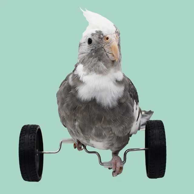 Parrot Balance Toy Puzzle Toy Bird Bicycle Toys For Budgie Finches O7Y4