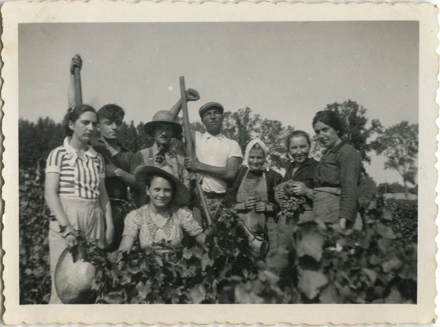 Photo Ancienne - Vintage Snapshot - Vendanges Travail Chemin D'agde - Harvest 5