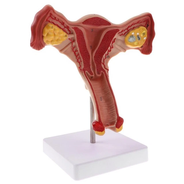 Fallopian Tube Model Label 1:1 HUMAN FEMALE Uterus Ovary Fallopian Tubes Model Anatomical ...