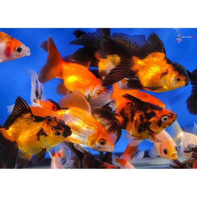 Group of Ten 2 to 2.5” MIXED FANTAIL Live Fancy Imported Goldfish Next Day Koi