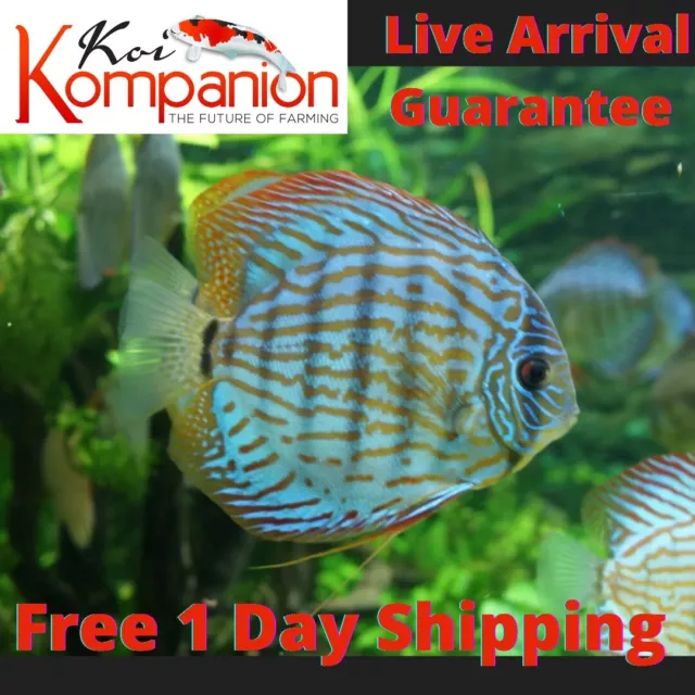 1/2/3XBlue Turquoise Discus 2-3" Freshwater Koi Kompanion Free 1Day Shipping