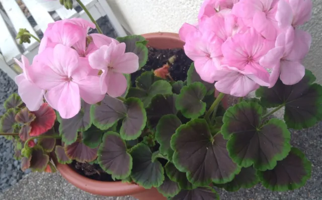 Pelargonie Bull's Eye Light Pink Jungpflanze mehrjahrig, für Zimmer oder Balkon