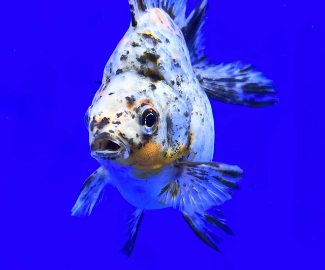 Live Fancy Goldfish Calico Ryukin 4 - 4.5 inches (1020_01_RY05)