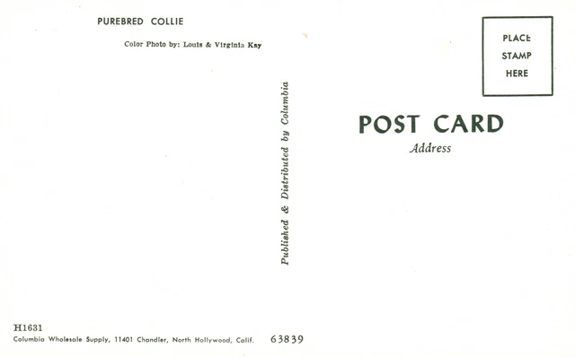 Vintage Postcard Animal Dog Purebred Collie Photo By Louis & Virginia Key Calif. 2