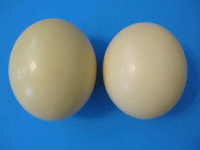 2 grandes 16-17" huevo de avestruz, brillante cáscara gruesa, blownout, de los EE. UU.! envío Gratuito