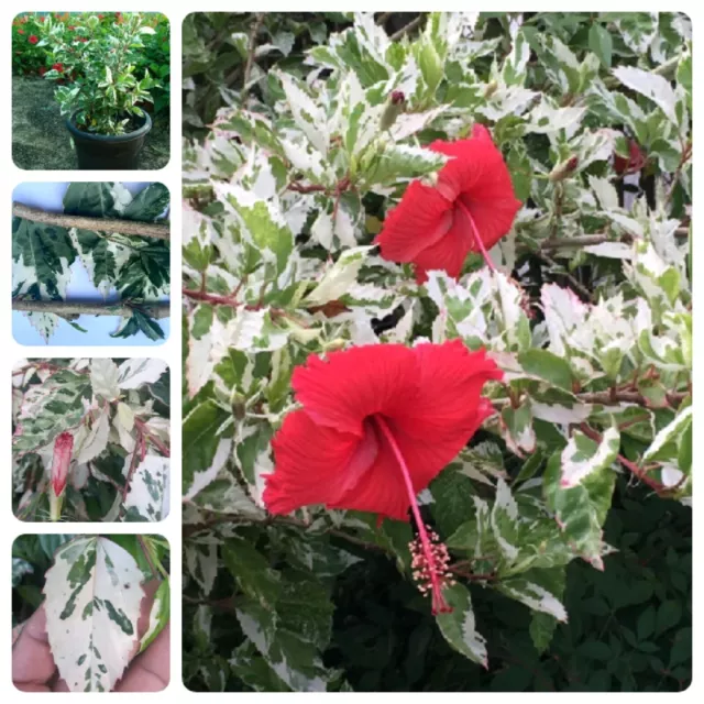 Snow Queen Tropical Hibiscus plants Can be Easily grown by Cutting Live Nodes