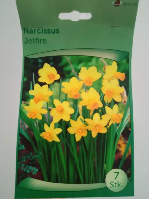 Ampoule De Narcisse Jeftire Plantes Sac Avec 7 Bulbes