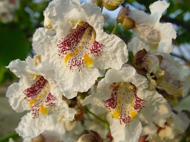 Indian Bean Tree, CATALPA BIGNONIOIDES, rare architectural with stunning bloom