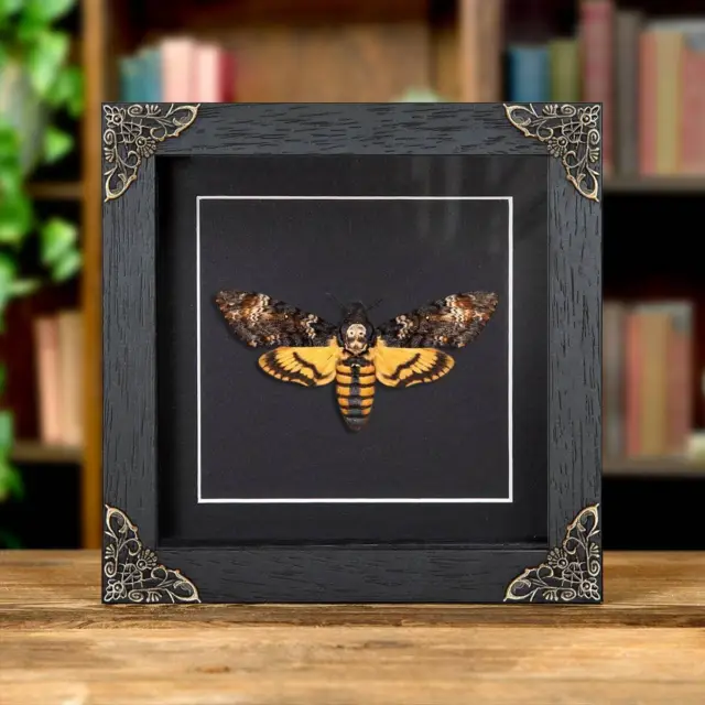 Death's Head Taxidermy Moth in in Baroque Style Frame