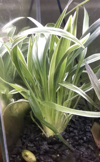 Grande Plantes D Aquarium D’eau Douce