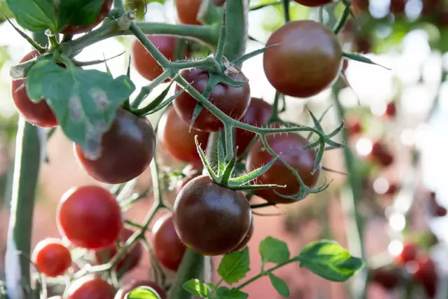 Black Prince Tomato Seeds, NON-GMO, Siberian Native, Low Acidic, FREE SHIP