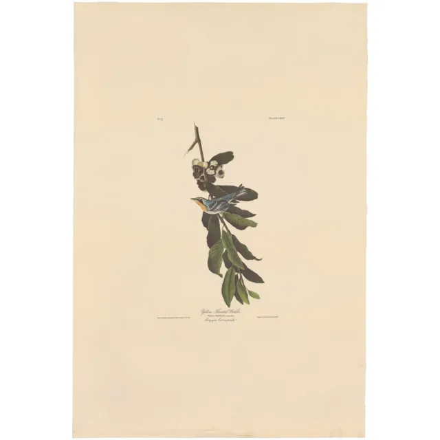 Audubon Amsterdam Ed Dbl Elephant Folio lithograph Pl 85 Yellow-throated Warbler