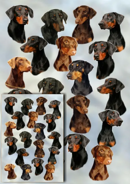 Dobermann Dog Wrapping Paper by Starprint - Semi gloss with matching card