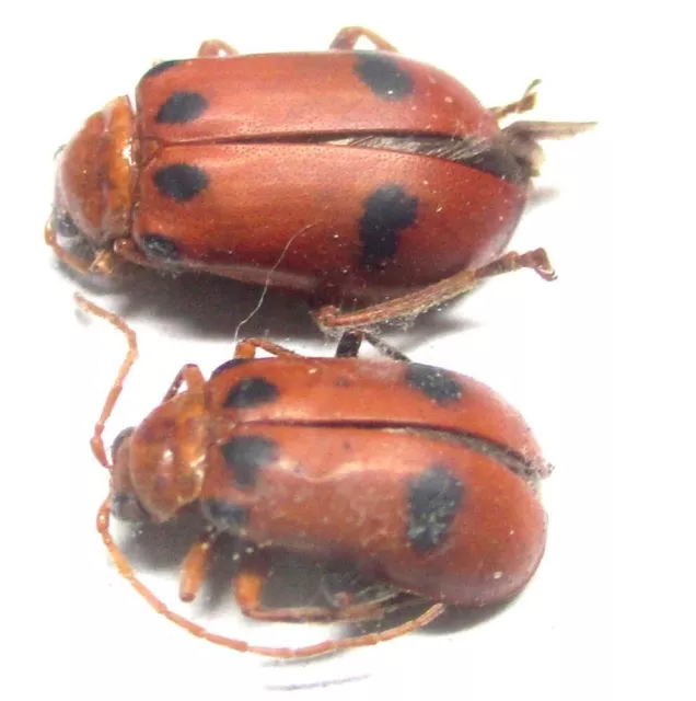 P009 BMO | SL : Chrysomelidae species? 2pcs. 9mm/10mm A-/A1