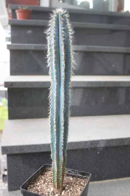 Pilosocereus azureus Kaktus Kakteen no Echinopsis