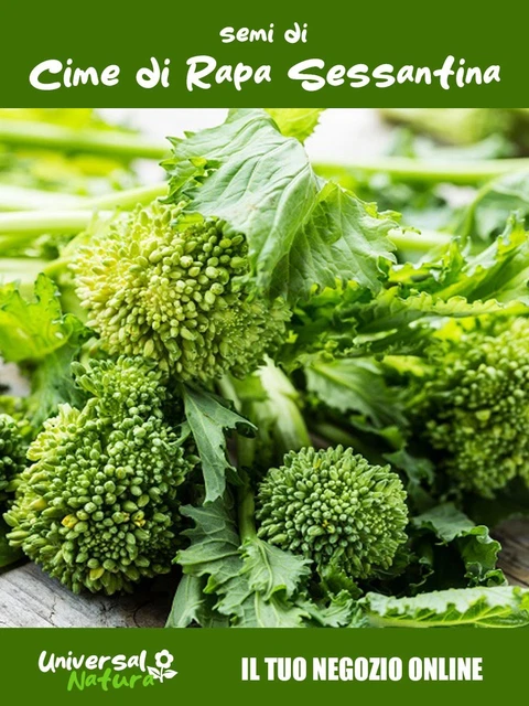 Testa Rimpicciolita SEMI DI CIMA Di Rapa Riccardo Larosa 40 60 90 120 Giorni Sementi Cime Rape 500G EUR 10,90 - IT Semi Erba Prato - Foto 5