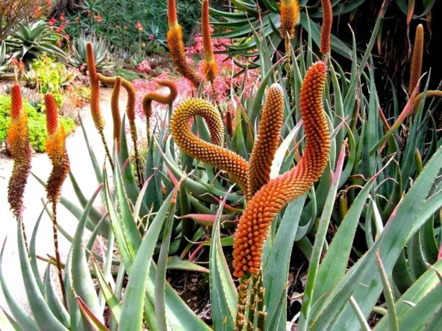 Aloe castanea SEEDS