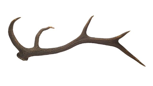 Trophée De Chevreuil Naturalisé – Taxidermie Sur écusson Bois – Cabinet De Curiosités