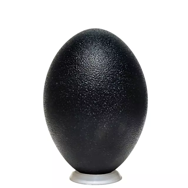 "Huevo decorativo negro grande soplado carcasa limpia exhibición decoración del hogar 5"