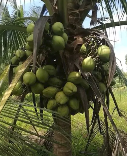 COCONUT SEEDS SPROUT. Puerto Rican Organic Coconut seed sprouted two ...