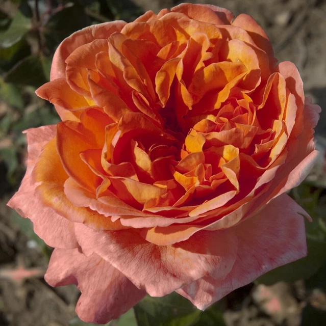 Rosiers Meilland Parfums