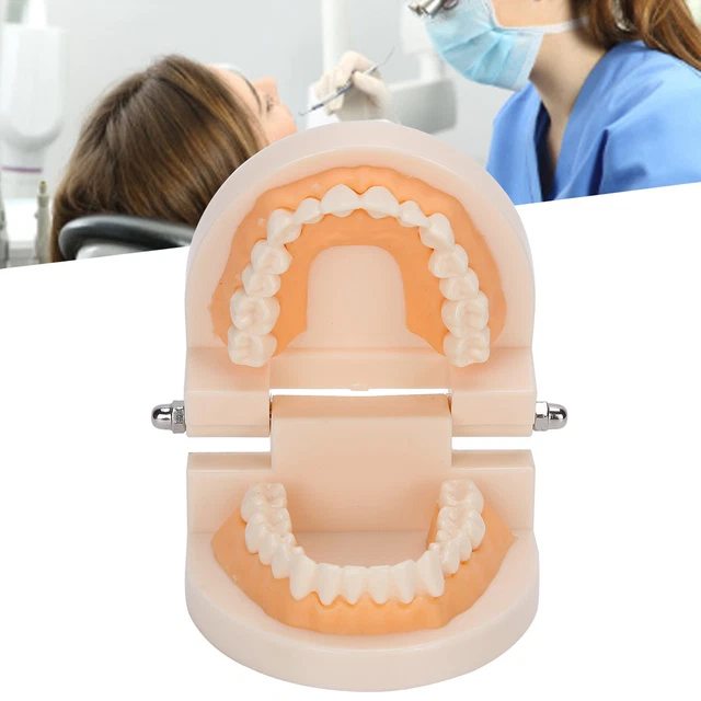Modello Dentale Tipodonti 32 Denti – Gengive Morbide In Resina – Per Insegnamento, Studio E Comunicazione Con I Pazienti - 3