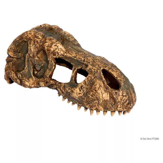 Exo Terra la Décoration Du Terrarium T-Rex Crâne, Neuf