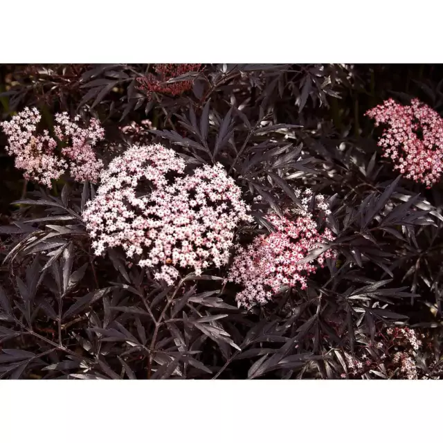 PROVEN WINNERS Live Shrub Black Lace Elderberry Garden Pink Flowers 4.5" Qt NEW