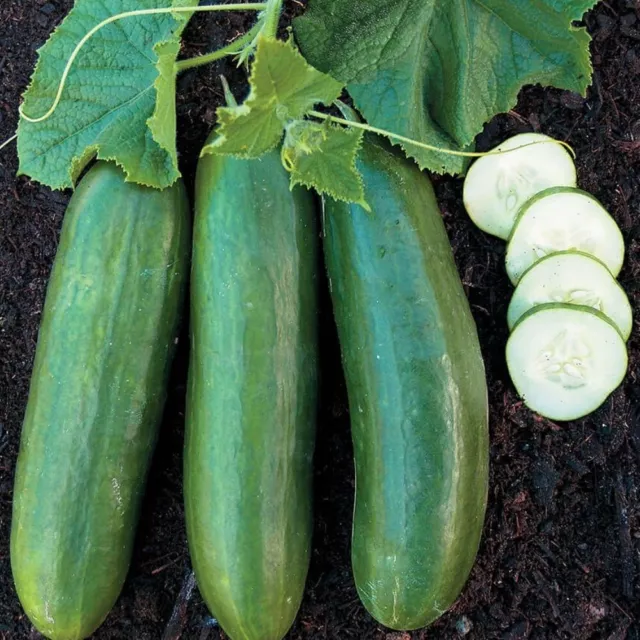 CUCUMBER Beit Alpha (Lebanese) 20 seeds HEIRLOOM Spring Summer garden vegetable