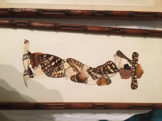 Picture - butterfly wings from Africa in the shape of people number one