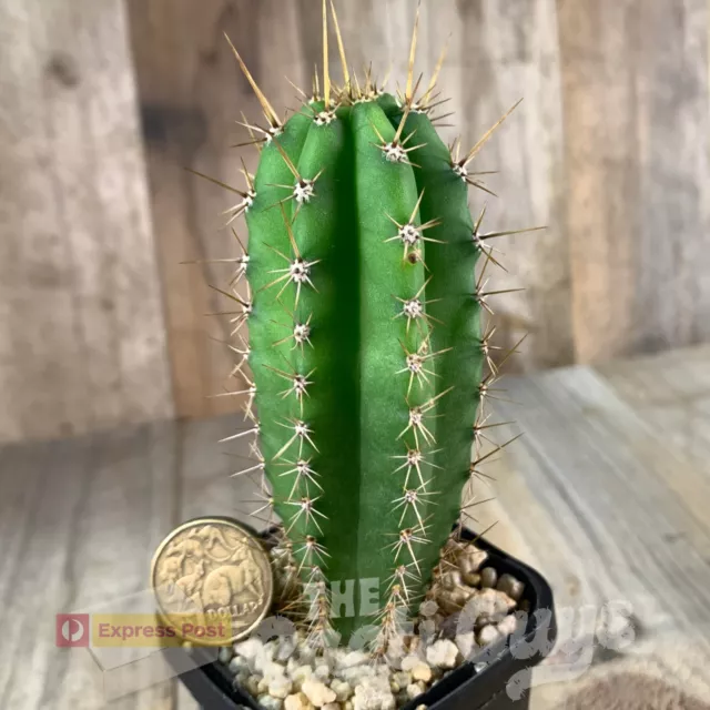 T. peru. 'North Fitzroy’ x T. sp. 'TA 03’ - Rare Cactus Succulent 272