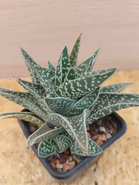 4631  GASTERIA Verrucosa x ALOE Variegata,  vaso de 7,0cm. cactus suculenta.