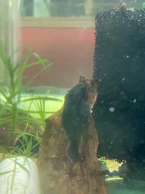 L239 Blue Panaque Pleco - Wild Caught - CLV Pet