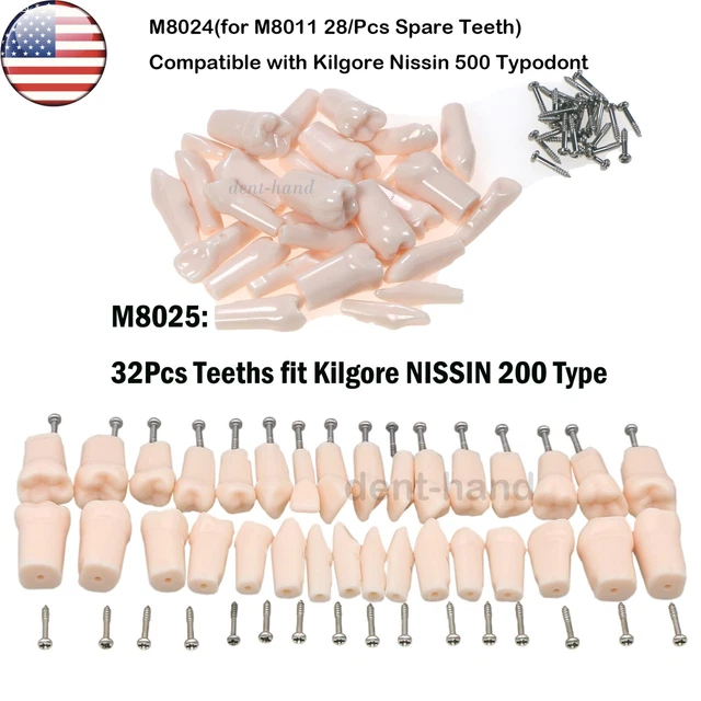 US Dental Typodont Replace teeth 28/32pcs fit Kilgore NISSIN 200/500 Type