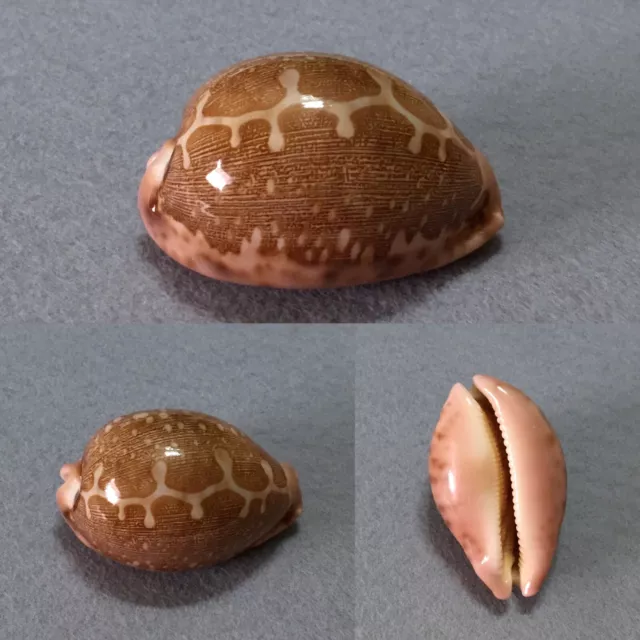 Cypraea mappa, Cuyo, Philippines, 65 mm, SPECIAL PATTERN, TOP QUALITY