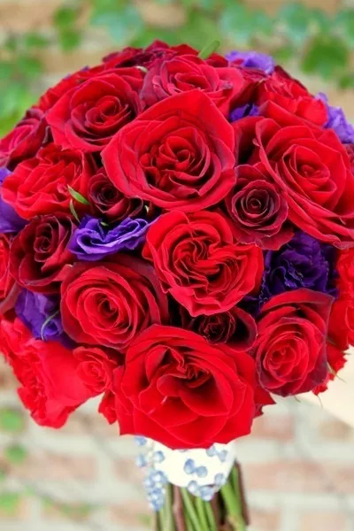 20+ Rouge et Violet Mélange Lisianthus Semences Florales/Annual/Coupe Fleur /
