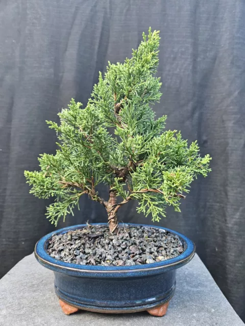 Bonsai, small Shimpaku Juniper , lovely shape