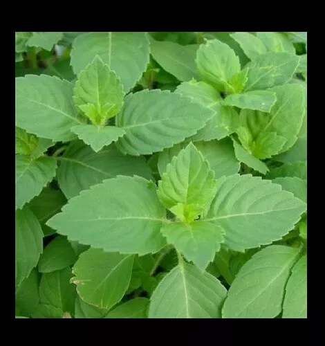 Tulsi Holy Basil 100 -1,600 Seeds Fresh Heirloom culinary scent Sacred Herb Bulk