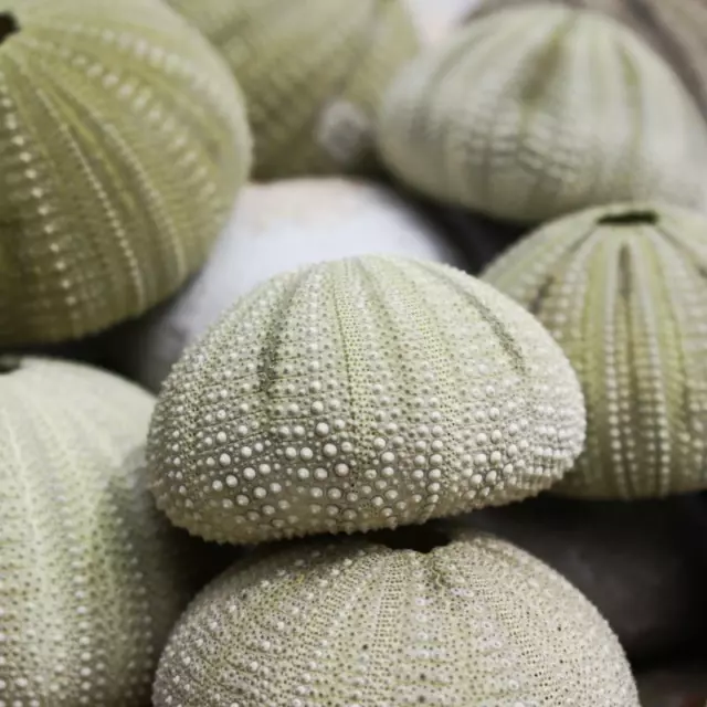 Green Sea Urchin | Pack of 3 | Beach Shells | Natural Decor